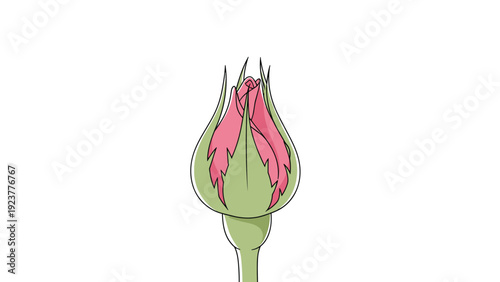 Detailed illustration of a pink rose bud just starting to open, surrounded by green sepals on a simple white background.