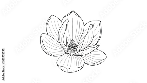 Detailed black and white line art of a magnolia flower, showing the intricate textures and shading of the large delicate petals.