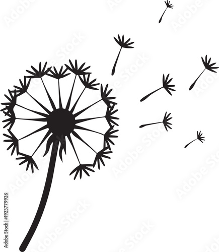 Puffy Dandelion Clock Silhouettes with Drifting Seeds in Wind