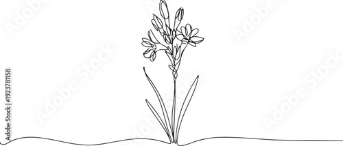 One continuous line drawing beauty fresh polianthes tuberosa for home decor art wall poster print. Decorative tuberose flower concept. one line Icon drawing