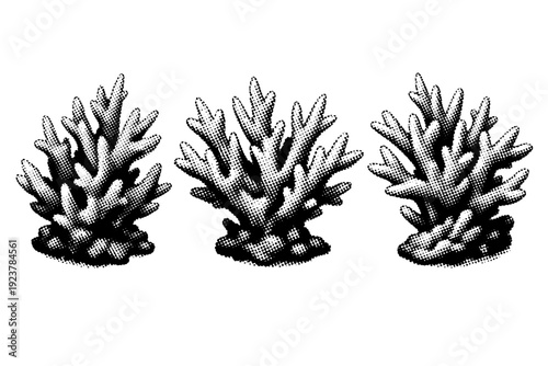 Coral structure branching staghorn coral shown as a single coral object presented in three different views emphasizing complex branching