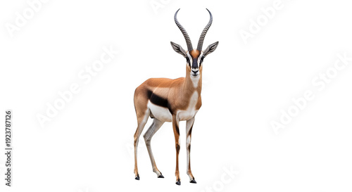African Gazelle With Majestic Horns On Black Background