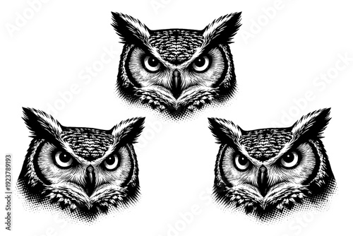 Owl front view, A great horned owl head shown as one object across three views dominated by a frontal angle, focusing on ear tufts, deep-set