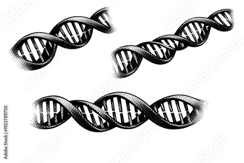 DNA helix, partially unwound DNA double helix showing slight separation of strands while maintaining realistic molecular proportions,