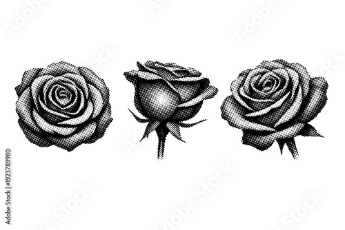 Black and white halftone botanical art rose flower A rose flower is shown as a single object from three different views: front view, side
