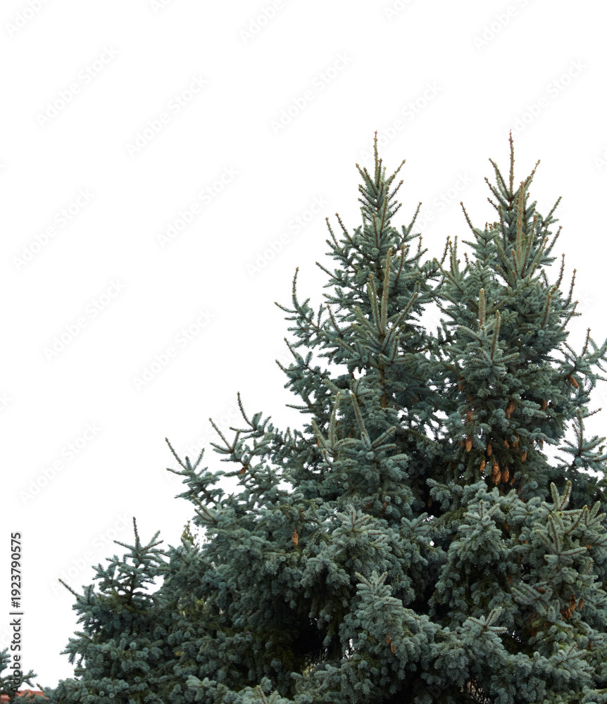 Obraz premium christmas pine tree with hanging pine cones isolated on white or transparent png