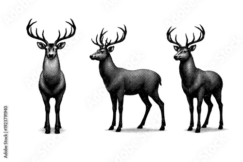 Halftone silhouette deer, a single deer silhouette object depicted in front view, side view, and three-quarter view within one clean composition. Black and