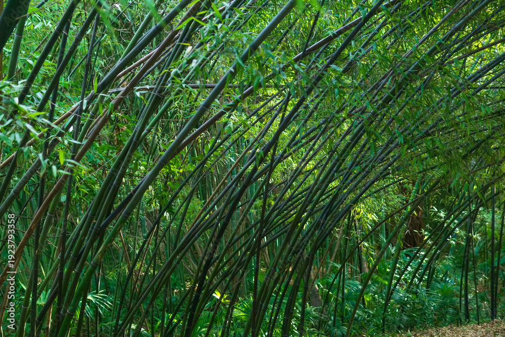 Fototapeta premium Bamboo forest with leaning trunks in the morning. Natural background.