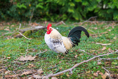 Portrait of a rooster on the grass in the garden.