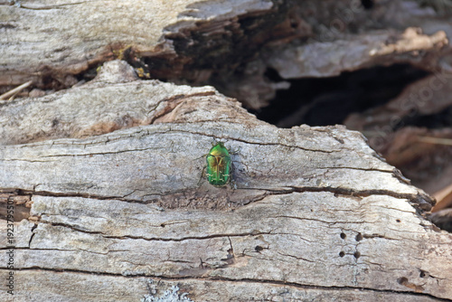 Goldglänzender Rosenkäfer auf einem Stück Totoholz