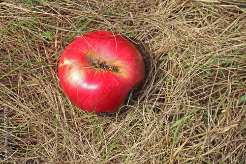 Wespen fressen an einem reifen Apfel