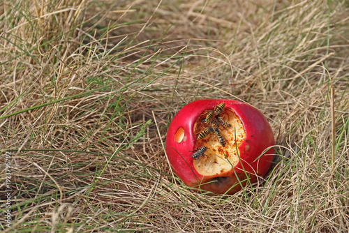 Wespen fressen an einem reifen Apfel