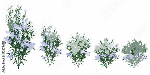 A series of lavender bushes diminishing in size isolated on white