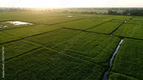 Aerial View of Lush Green Rice Fields at Sunrise.