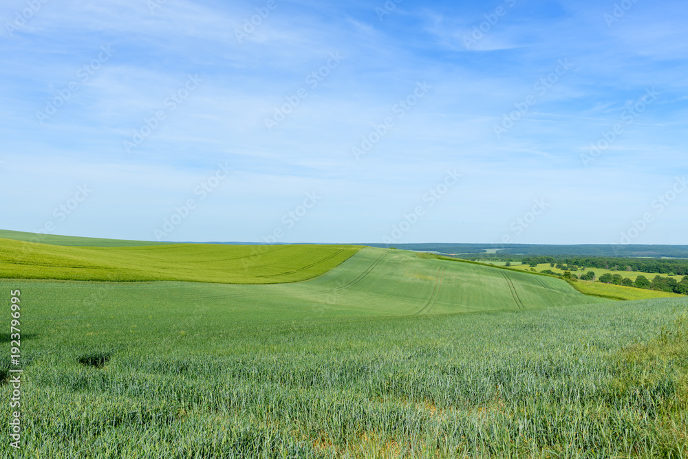 Fototapeta premium Sweeping green fields stretch across gentle hills near Cuncy les Varzy, with subtle tractor lines and a wide expanse of blue sky above. The landscape is open and calm, evoking a sense of spaciousness