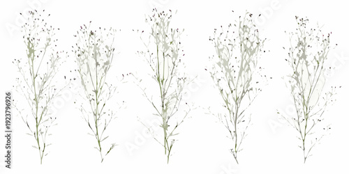 Delicate wildflower stems with tiny white and purple blossoms arranged closely