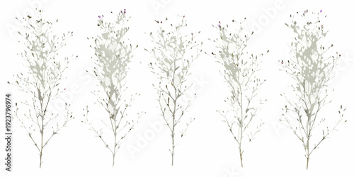 Delicate wildflower sprigs with small purple blooms on a white background