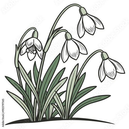A drawing of snowdrops in a garden