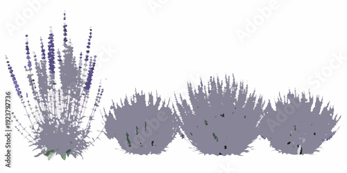 Abstract floral arrangement with lavender bushes on a white background