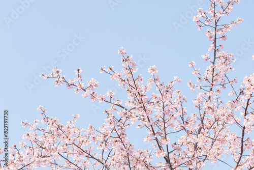 河津桜