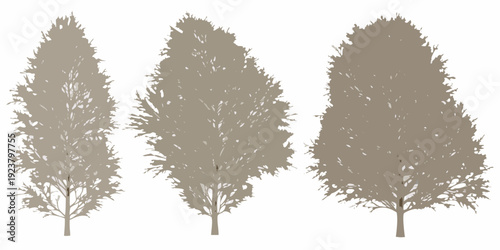 Silhouettes of three evergreen trees against a plain white background