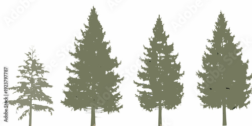Four coniferous trees of varying heights stand against a white background