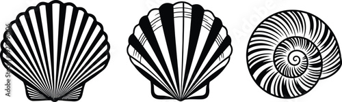 Three black and white illustrations of seashells