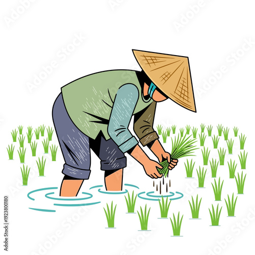 Farmer planting rice paddies with conical hat, agriculture, Asia