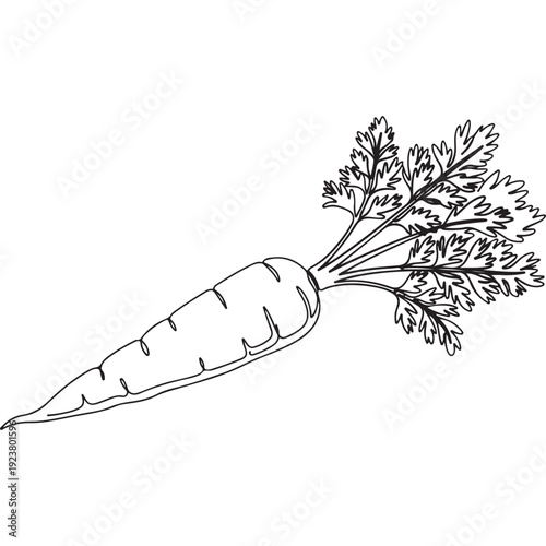 Fresh carrot with green leaves, simple line art of a healthy vegetable