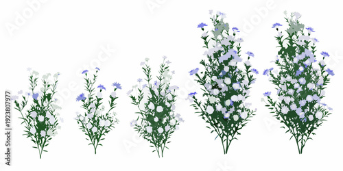 Flax flowers in various stages of growth digitally illustrated