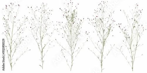 Delicate wildflower stems with small purple blooms on a white background