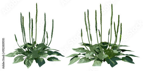 Illustration of plantain weeds with elongated seed spikes and broad leaves