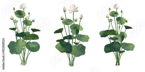 Three stylized lotus plants with varying bloom stages on white background