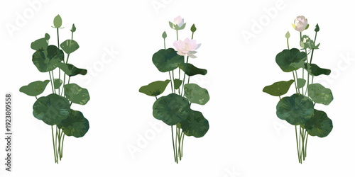 Three lotus plants in varying stages of bloom digitally illustrated
