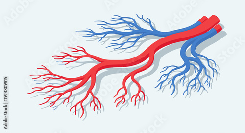 Vector art of arteries and veins, symbolic representation of human blood vessels, simple clean illustration on light background. Perfect for medical, educational and healthcare designs.