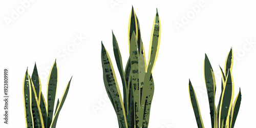 Three sansevieria plants with golden edges on a white background