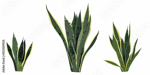 Stylized illustration of three sansevieria plants with yellow edges