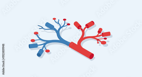 Illustration of arteries (red) and veins (blue) with oxygenated and deoxygenated blood. Use for medical, science, educational or healthcare concepts and designs.