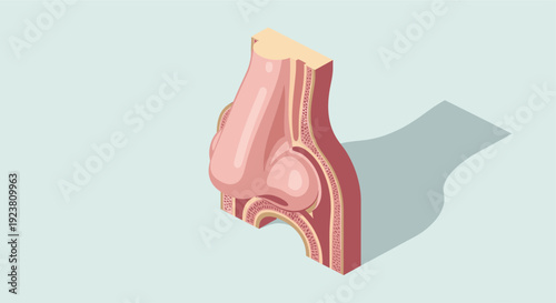 Cross-section illustration of a nose, good for anatomical studies, medical illustrations and related educational material. Vector graphic with light blue background.