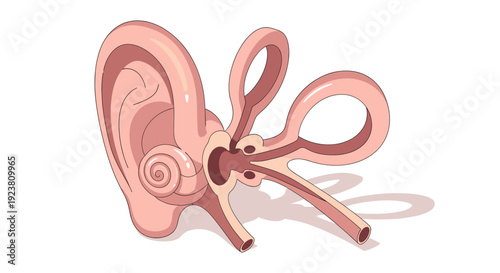 A stylized anatomical illustration of the human ear, showcasing inner structures. Ideal for educational materials, medical illustrations, or awareness campaigns related to hearing.