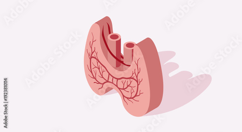 This vector illustration shows a thyroid gland, detailing the anatomy and blood vessels against a clean, white background, ideal for medical or educational content.