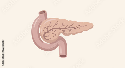 Vector illustration of a pancreas and duodenum. Useful for medical, educational and healthcare related content. Represents organ anatomy and digestive health.