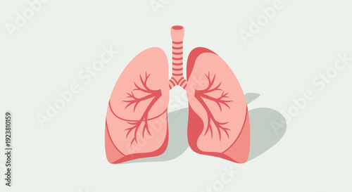 Vector illustration of human lungs and trachea. Ideal for medical publications, healthcare websites, educational materials about respiratory system. Clean, modern style with simple colors.