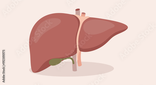 Illustration of a healthy human liver with gallbladder and bile ducts displayed on a pale background, perfect for medical or educational purposes.