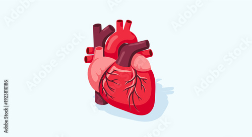 Stylized illustration of a human heart on a light blue background. Useful for medical education, presentations, health and wellness marketing, and scientific publications.