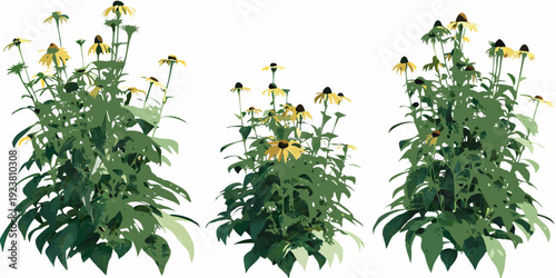 Bild auf Leinwand Illustration of black eyed susan flowers with green foliage against white