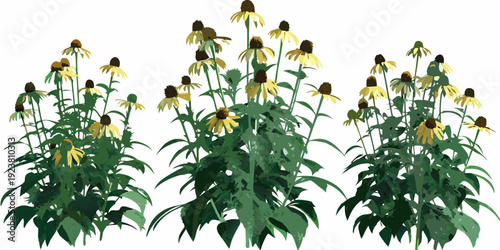 A vibrant collection of yellow coneflowers with dark brown centers