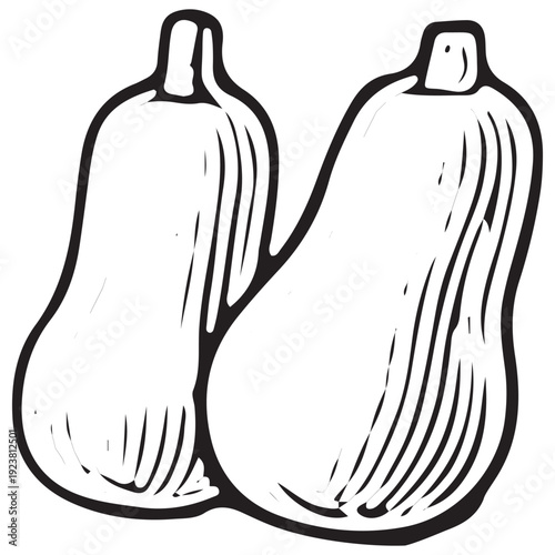 Hand-Drawn Butternut Squash Farm Produce Vector