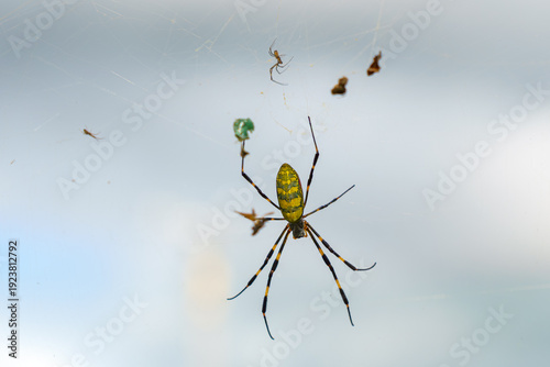 Photos Sakata, Yamagata, Japan - Oct 5 2024, Close-up view of the Joro-spider spider on
