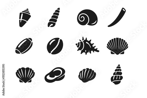 Types of seashells. Solid icon set of Types of seashells: cone shell, auger shell, moon shell, tusk shell, olive shell, cowrie shell, murex shell, ark shell,